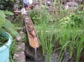 竹の水路から田んぼに落ちる水
